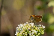 DPPhotography - Lesvos - Small skipper - I