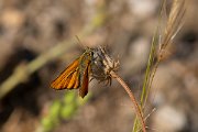 DPPhotography - Lesvos - Small skipper - J