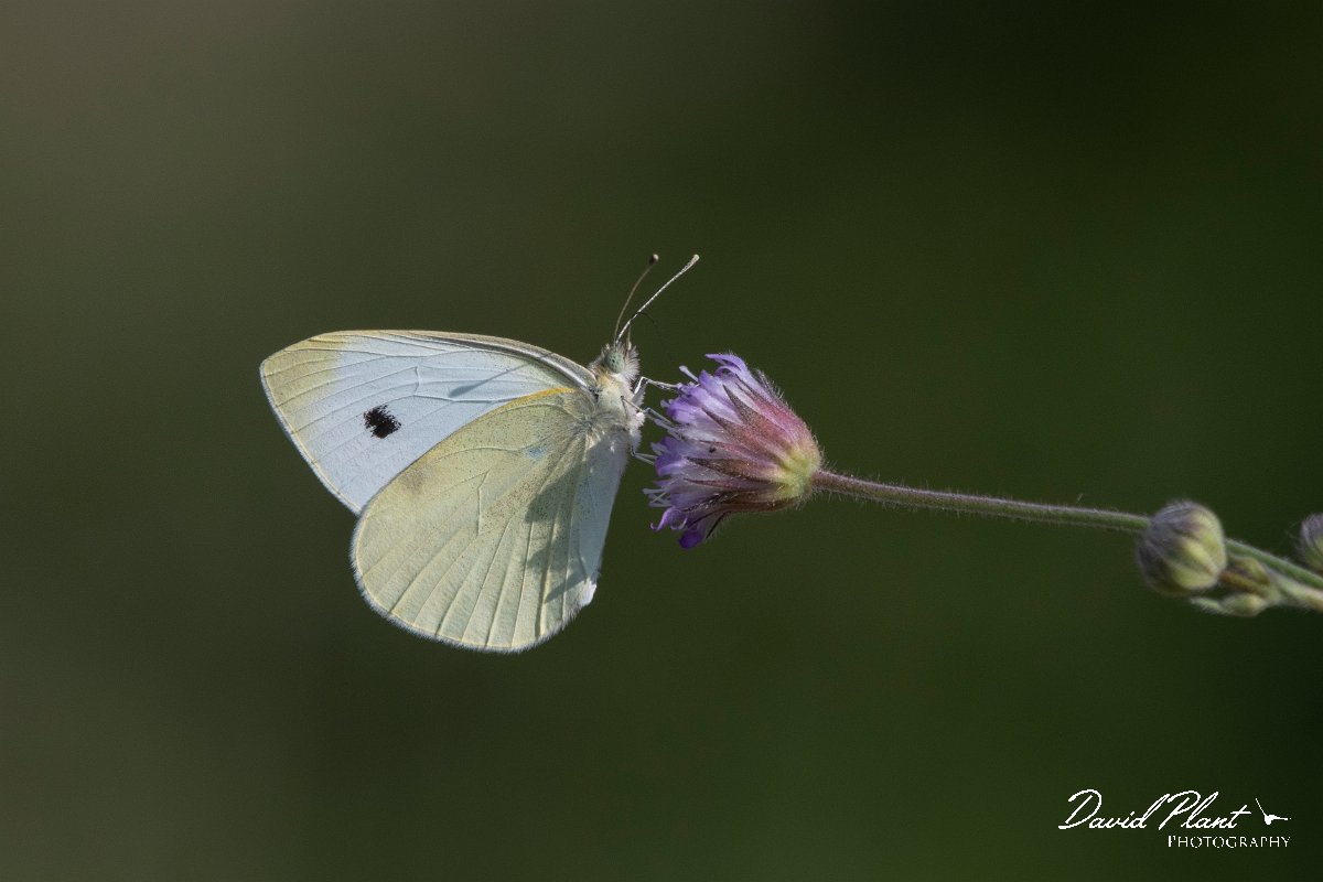 DPPhotography - Lesvos - Small white - B.jpg - Small white - Perasma reservoir, Lesvos