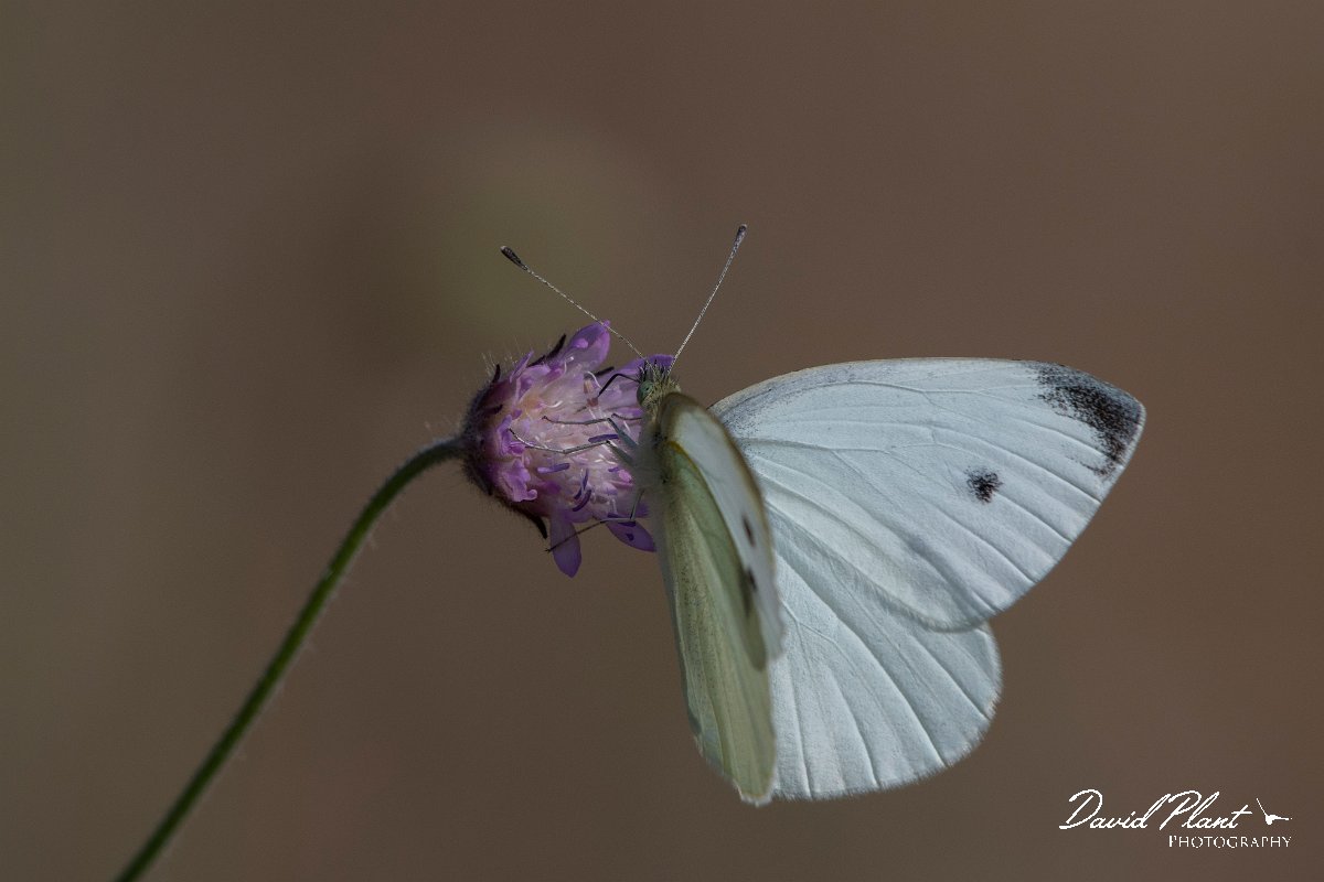 DPPhotography - Lesvos - Small white - C.jpg - Small white - Perasma reservoir, Lesvos