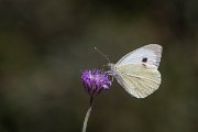DPPhotography - Lesvos - Small white - A