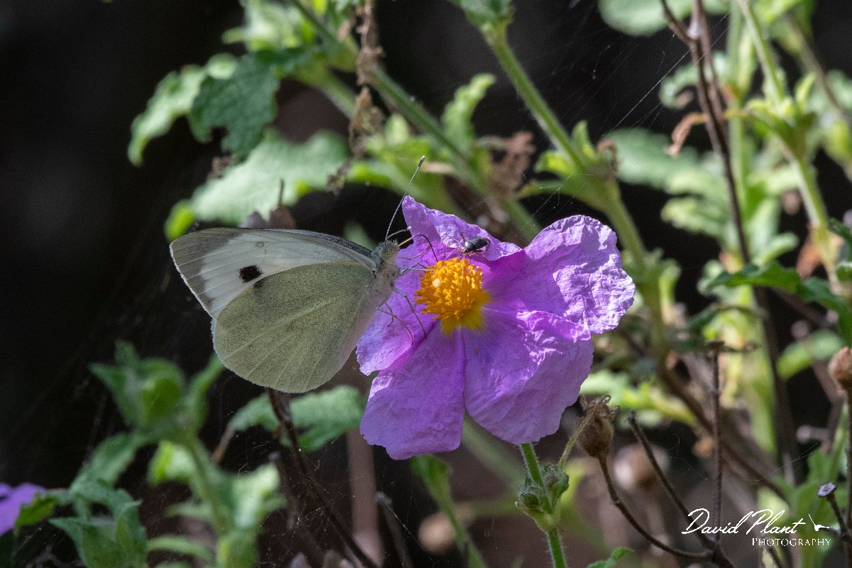 DPPhotography - Lesvos - Southern small white - A.jpg - Southern small white - Agiasos sanatorium, Lesvos