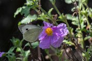 DPPhotography - Lesvos - Southern small white - A