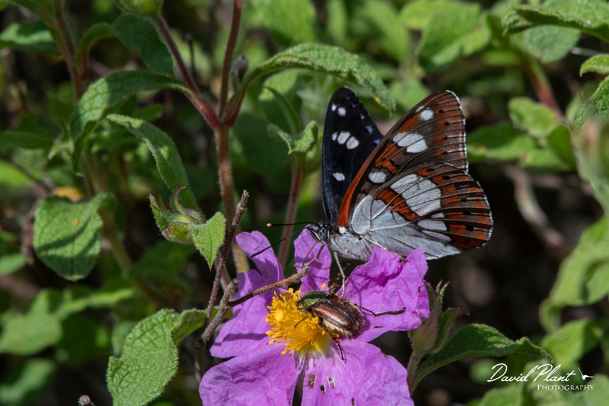 DPPhotography - Lesvos - Southern white admiral - A.jpg - Southern white admiral - Agiasos sanatorium, Lesvos