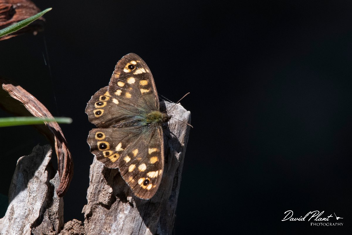 DPPhotography - Lesvos - Speckled wood - A.jpg - Speckled wood - Achladeri forest, Lesvos