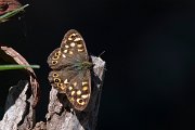 DPPhotography - Lesvos - Speckled wood - A