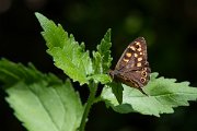 DPPhotography - Lesvos - Speckled wood - B