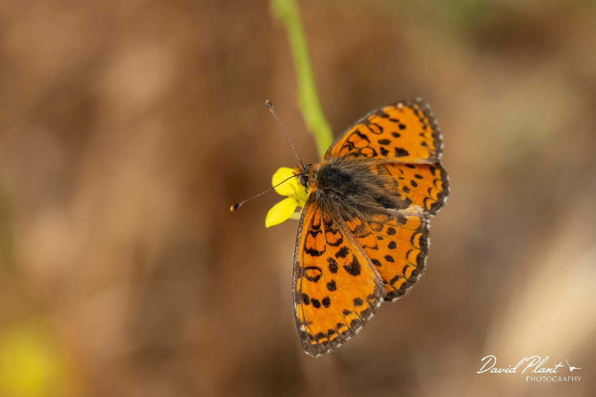 DPPhotography - Lesvos - Spotted fritillary - A.jpg - Spotted fritillary - Ipsilou Monastery, Lesvos