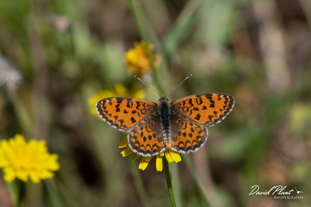 DPPhotography - Lesvos - Spotted fritillary - C.jpg - Spotted fritillary - Agiasos sanatorium, Lesvos