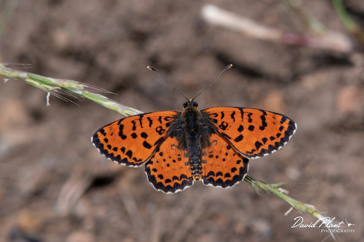 DPPhotography - Lesvos - Spotted fritillary - F.jpg - Spotted fritillary - Mikri Limni, Lesvos