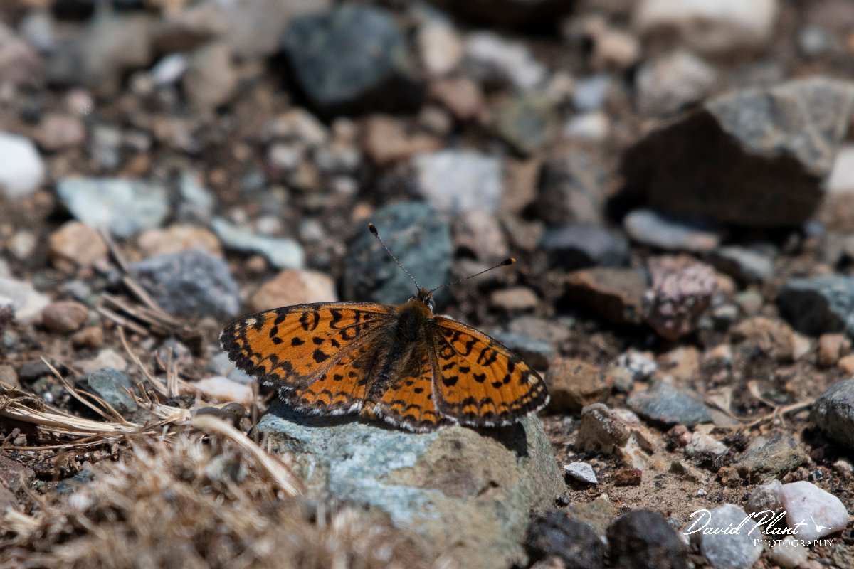 DPPhotography - Lesvos - Spotted fritillary - G.jpg - Spotted fritillary - Mount Olympos, Lesvos