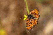 DPPhotography - Lesvos - Spotted fritillary - A