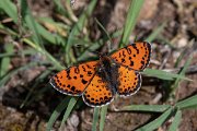 DPPhotography - Lesvos - Spotted fritillary - B