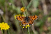 DPPhotography - Lesvos - Spotted fritillary - C