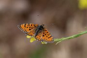 DPPhotography - Lesvos - Spotted fritillary - D