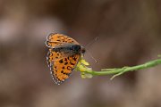 DPPhotography - Lesvos - Spotted fritillary - E
