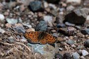 DPPhotography - Lesvos - Spotted fritillary - G