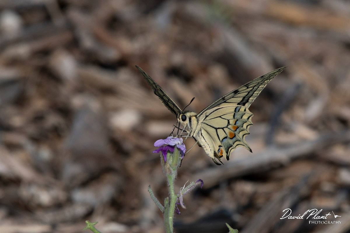 DPPhotography - Lesvos - Swallowtail - C.jpg - Swallowtail - Dipi Larisos reedbed, Lesvos