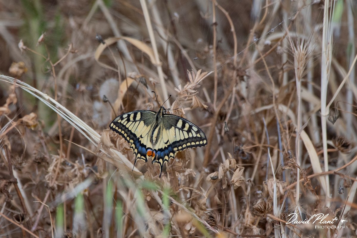 DPPhotography - Lesvos - Swallowtail - H.jpg - Swallowtail - Kalloni saltpans, Lesvos
