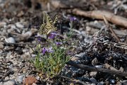 DPPhotography - Lesvos - Swallowtail - A