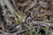 DPPhotography - Lesvos - Swallowtail - B