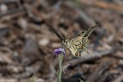 DPPhotography - Lesvos - Swallowtail - C