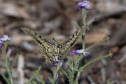 DPPhotography - Lesvos - Swallowtail - E