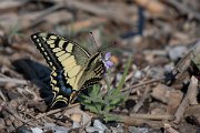 DPPhotography - Lesvos - Swallowtail - G