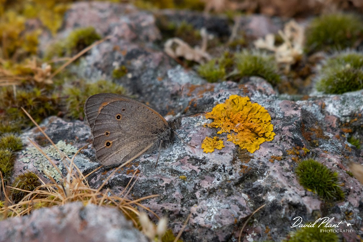 DPPhotography - Lesvos - Turkish meadow brown - B.jpg - Turkish meadow brown - Madaros, Lesvos