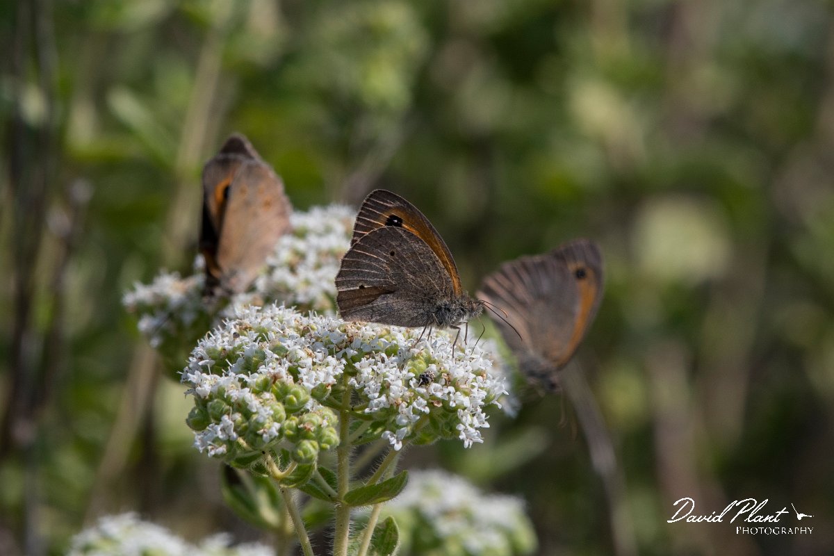 DPPhotography - Lesvos - Turkish meadow brown - D.jpg - Turkish meadow brown - Perasma reservoir, Lesvos