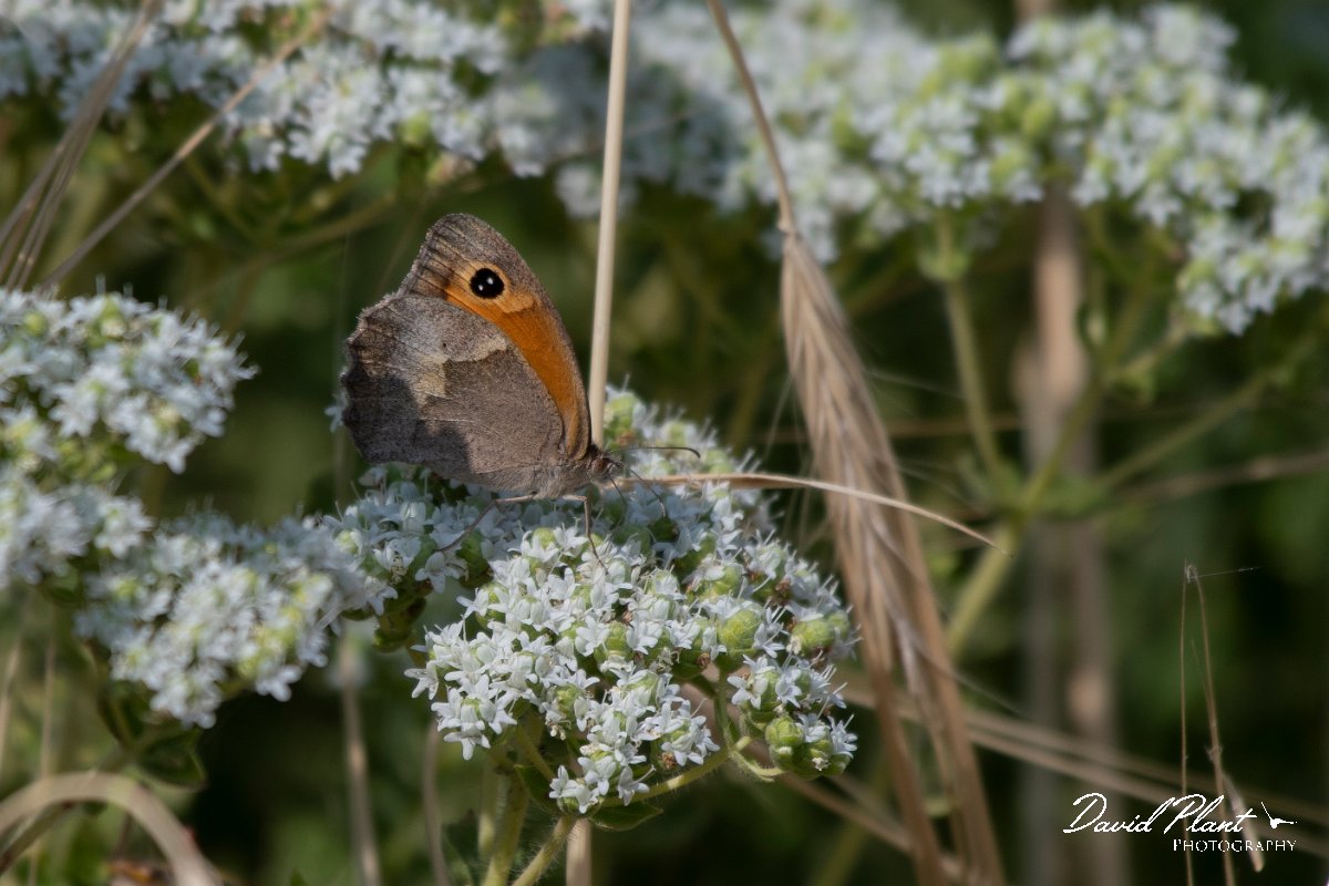 DPPhotography - Lesvos - Turkish meadow brown - E.jpg - Turkish meadow brown - Perasma reservoir, Lesvos