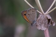 DPPhotography - Lesvos - Turkish meadow brown - C
