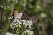 DPPhotography - Lesvos - Turkish meadow brown - D