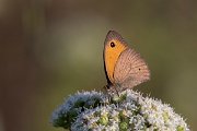 DPPhotography - Lesvos - Turkish meadow brown - F