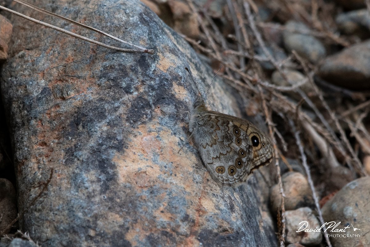 DPPhotography - Lesvos - Wall - A.jpg - Wall - Achladeri forest, Lesvos