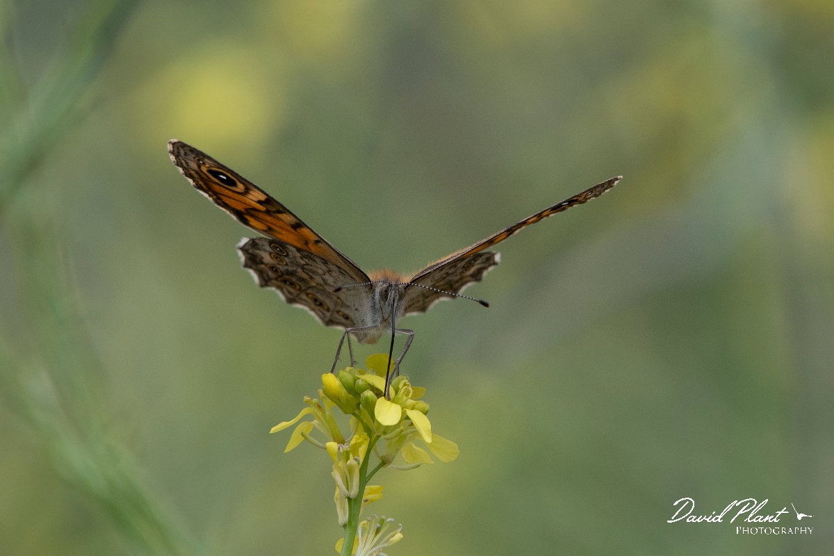 DPPhotography - Lesvos - Wall - D.jpg - Wall - Ipsilou Monastery, Lesvos
