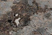 DPPhotography - Lesvos - White-banded grayling - B