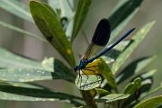 DPPhotography - Lesvos - Banded demoiselle - A
