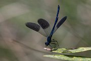 DPPhotography - Lesvos - Banded demoiselle - B