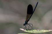 DPPhotography - Lesvos - Banded demoiselle - C