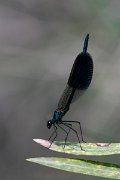 DPPhotography - Lesvos - Banded demoiselle - D