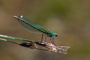 DPPhotography - Lesvos - Banded demoiselle - E