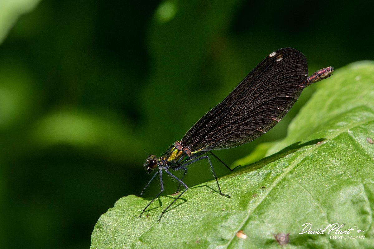 DPPhotography - Lesvos - Beautiful demoiselle - C.jpg - Beautiful demoiselle - Olympos massif, Lesvos