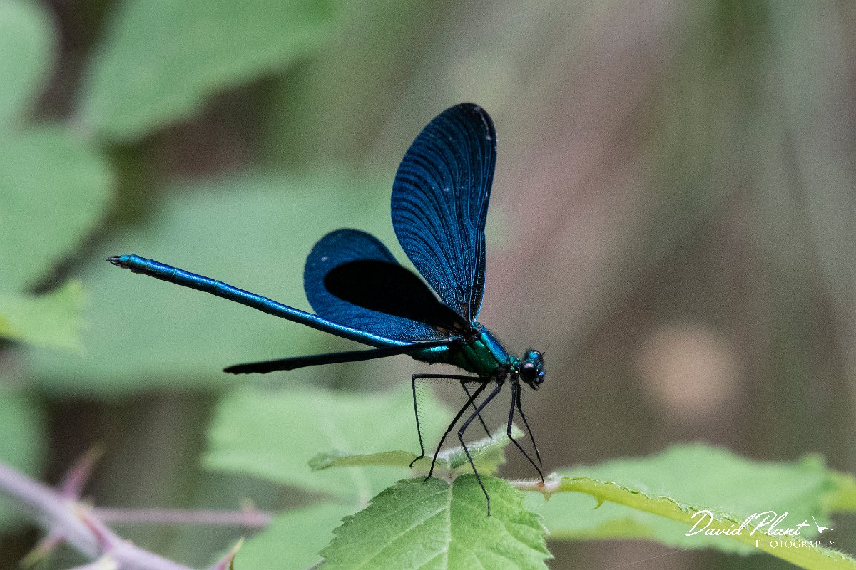 DPPhotography - Lesvos - Beautiful demoiselle - D.jpg - Beautiful demoiselle - Pessa waterfalls, Lesvos