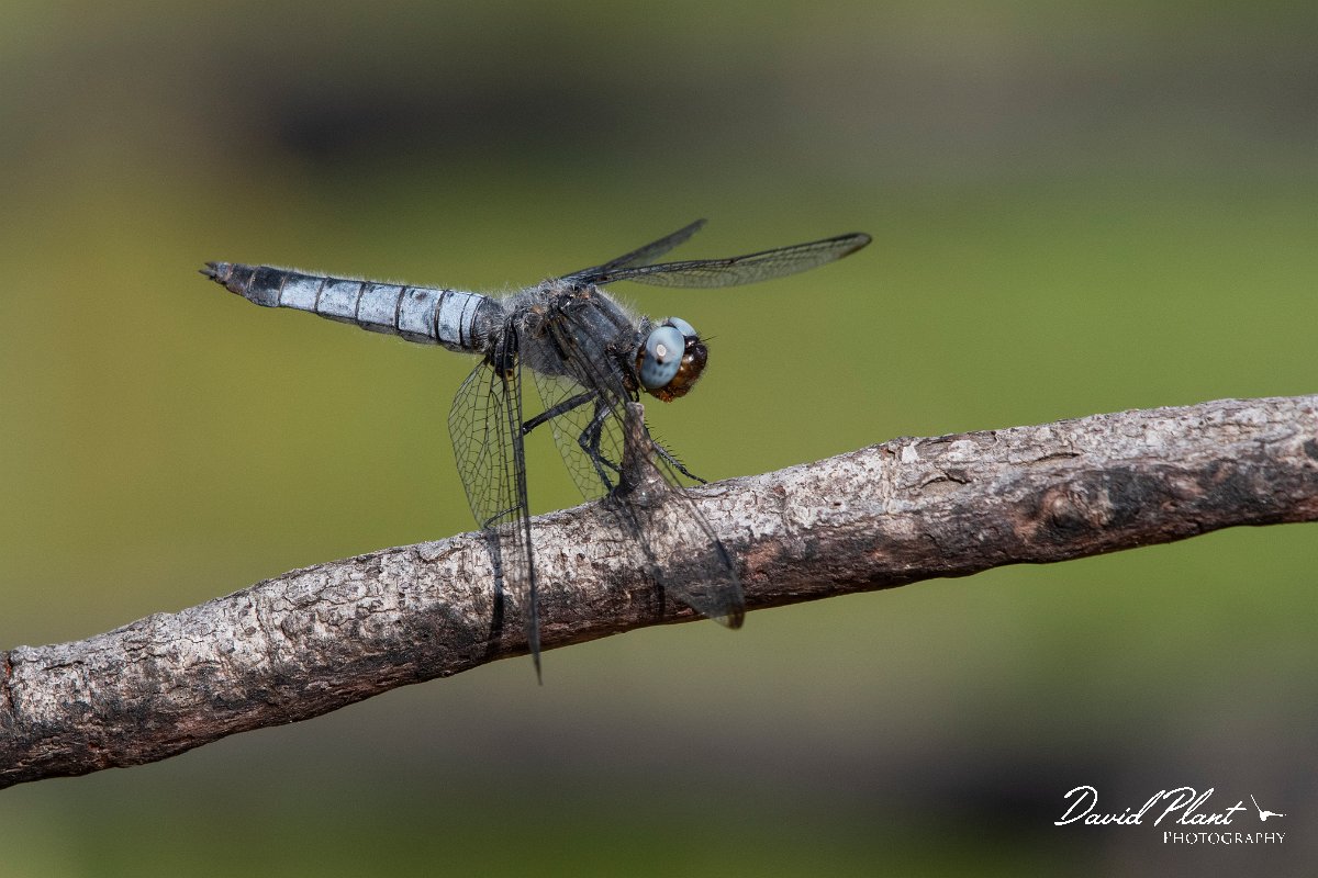 DPPhotography - Lesvos - Blue chaser - A.jpg - Blue chaser - Dipi Larisos reedbed, Lesvos