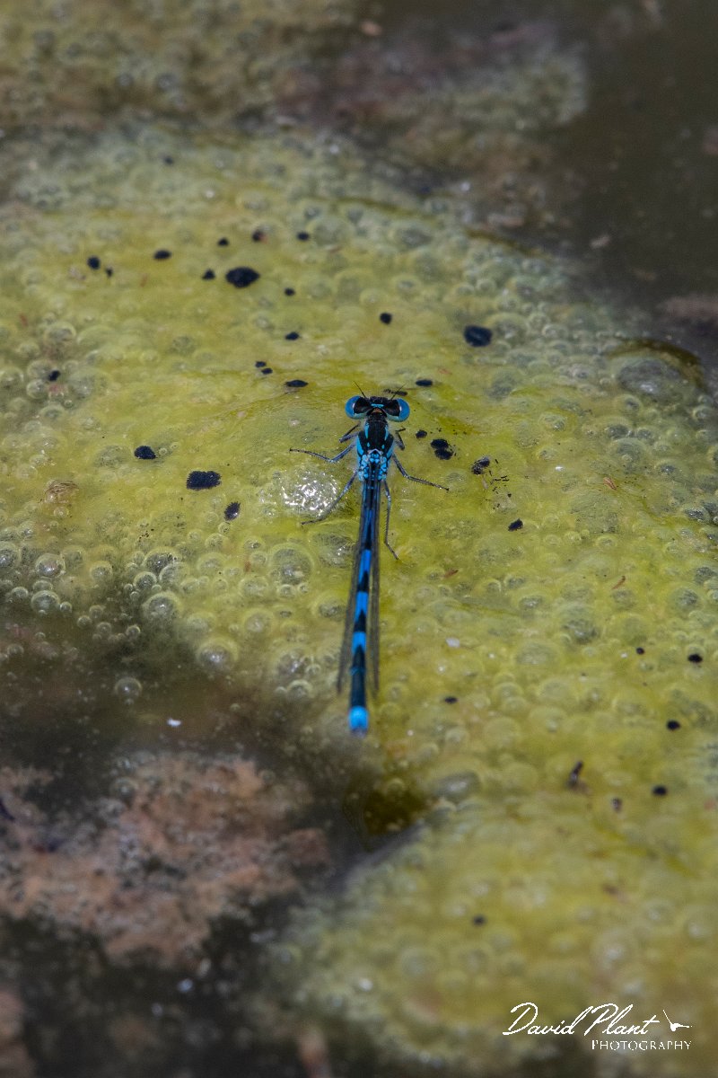 DPPhotography - Lesvos - Blue-eye - A.jpg - Blue-eye - Achladeri forest, Lesvos