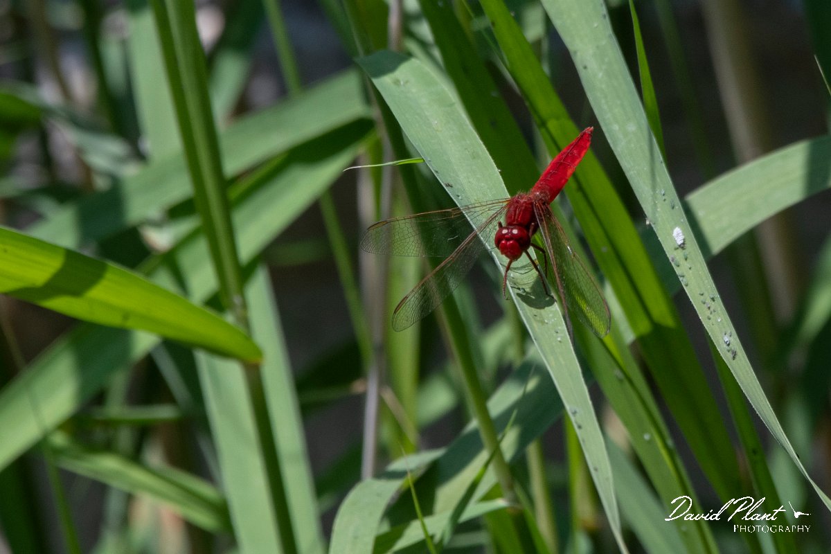 DPPhotography - Lesvos - Broad scarlet - E.jpg - Broad scarlet - Anaxos, Lesvos