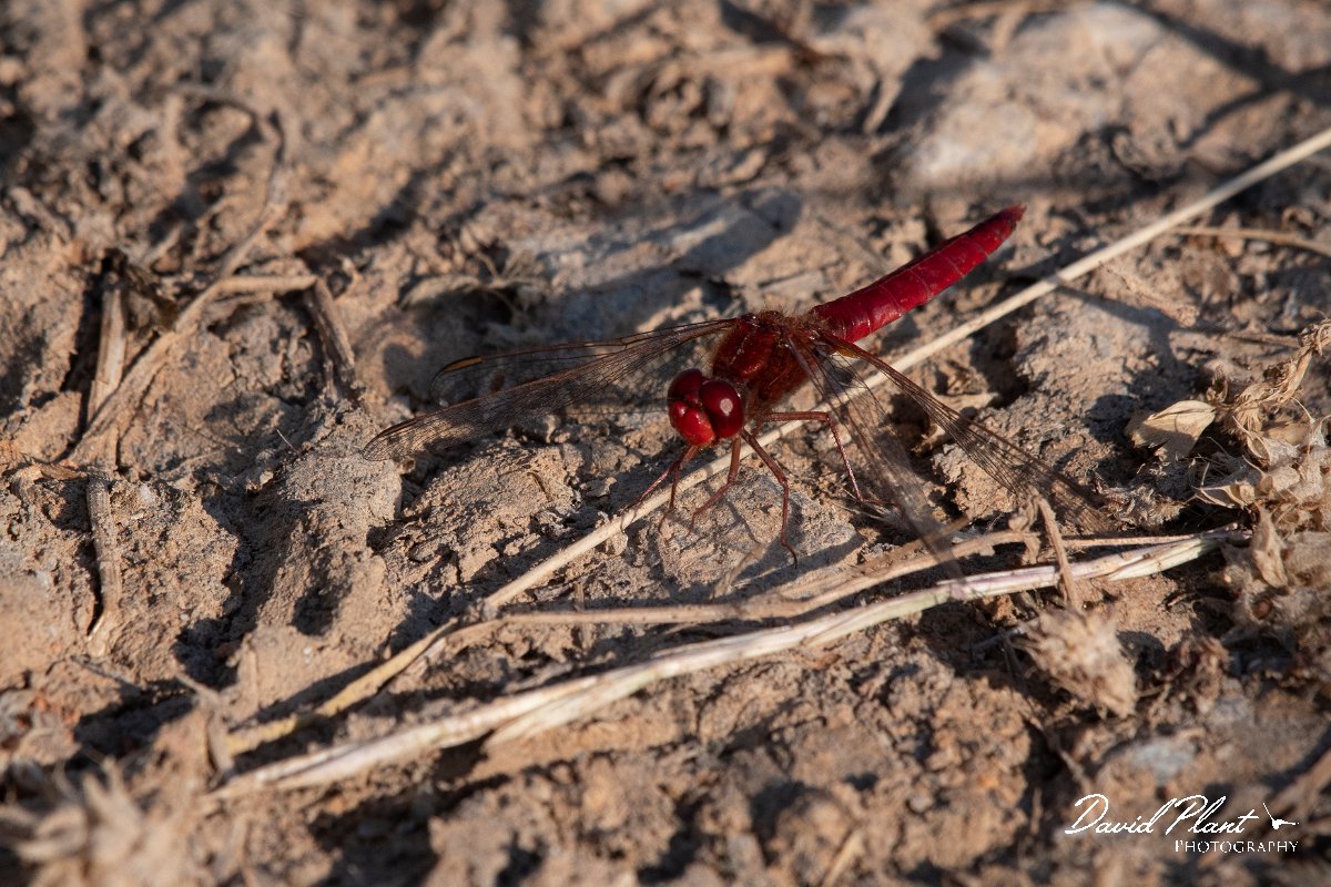 DPPhotography - Lesvos - Broad scarlet - G.jpg - Broad scarlet - Dipi Larisos reedbed, Lesvos