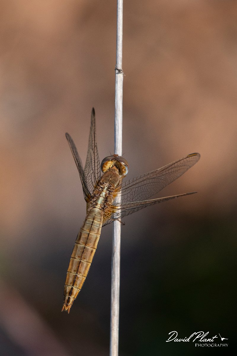DPPhotography - Lesvos - Broad scarlet - H.jpg - Broad scarlet - Perasma reservoir, Lesvos