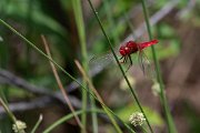 DPPhotography - Lesvos - Broad scarlet - A